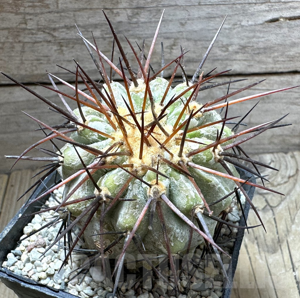 SHPR32570 Copiapoa haseltoniana