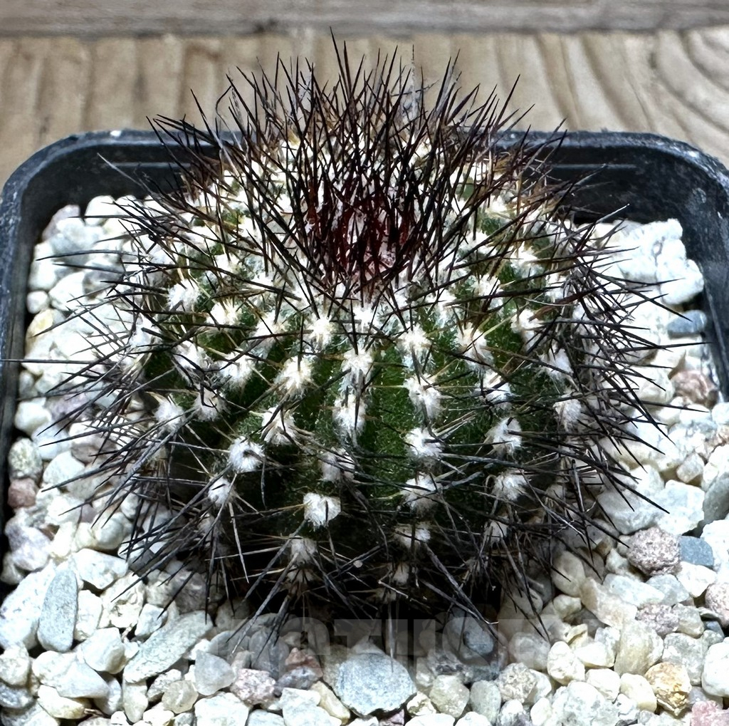 SHPR32571 Uebelmannia pectinifera v. multicostata RNK11, grafted