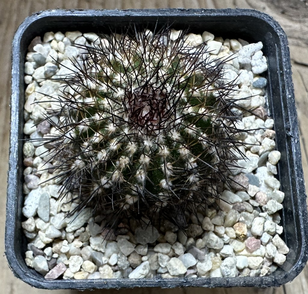 SHPR32571 Uebelmannia pectinifera v. multicostata RNK11, grafted - Image 2