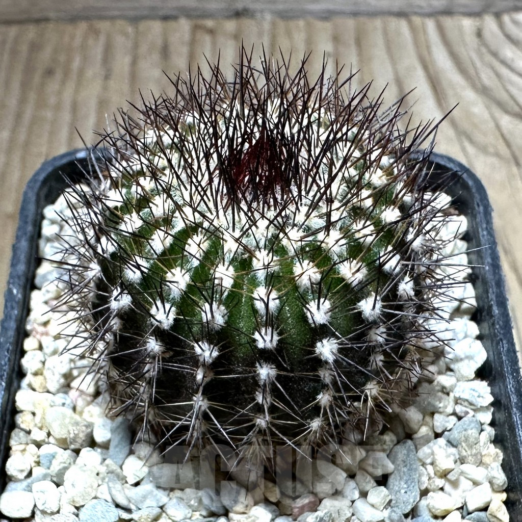 SHPR32572 Uebelmannia pectinifera v. multicostata RNK11, grafted