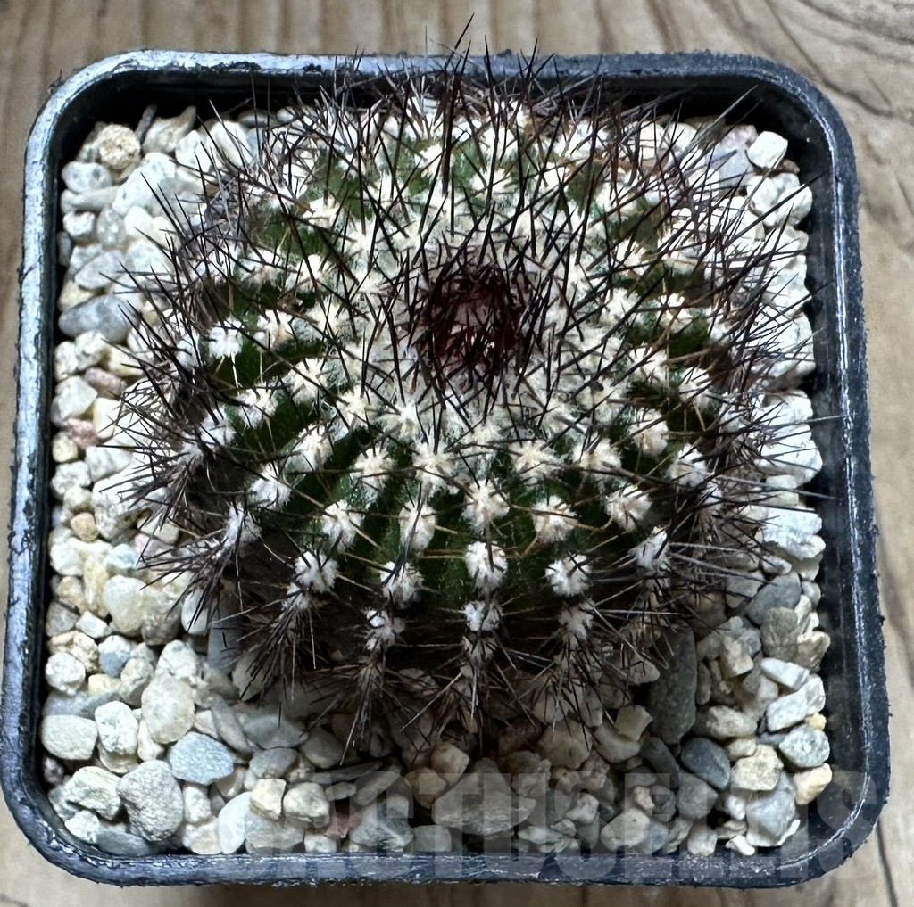 SHPR32572 Uebelmannia pectinifera v. multicostata RNK11, grafted - Image 2