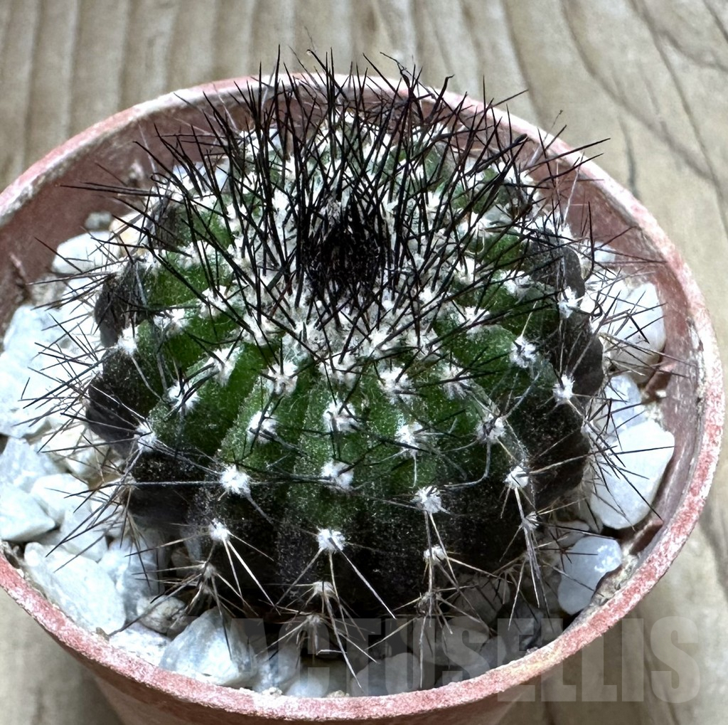 SHPR32573 Uebelmannia pectinifera v. multicostata RNK11, grafted