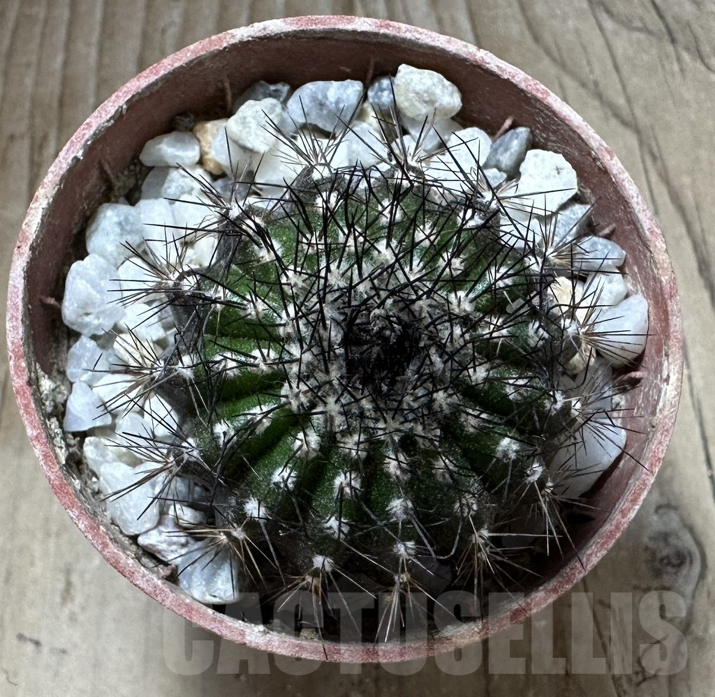 SHPR32573 Uebelmannia pectinifera v. multicostata RNK11, grafted - immagine 2