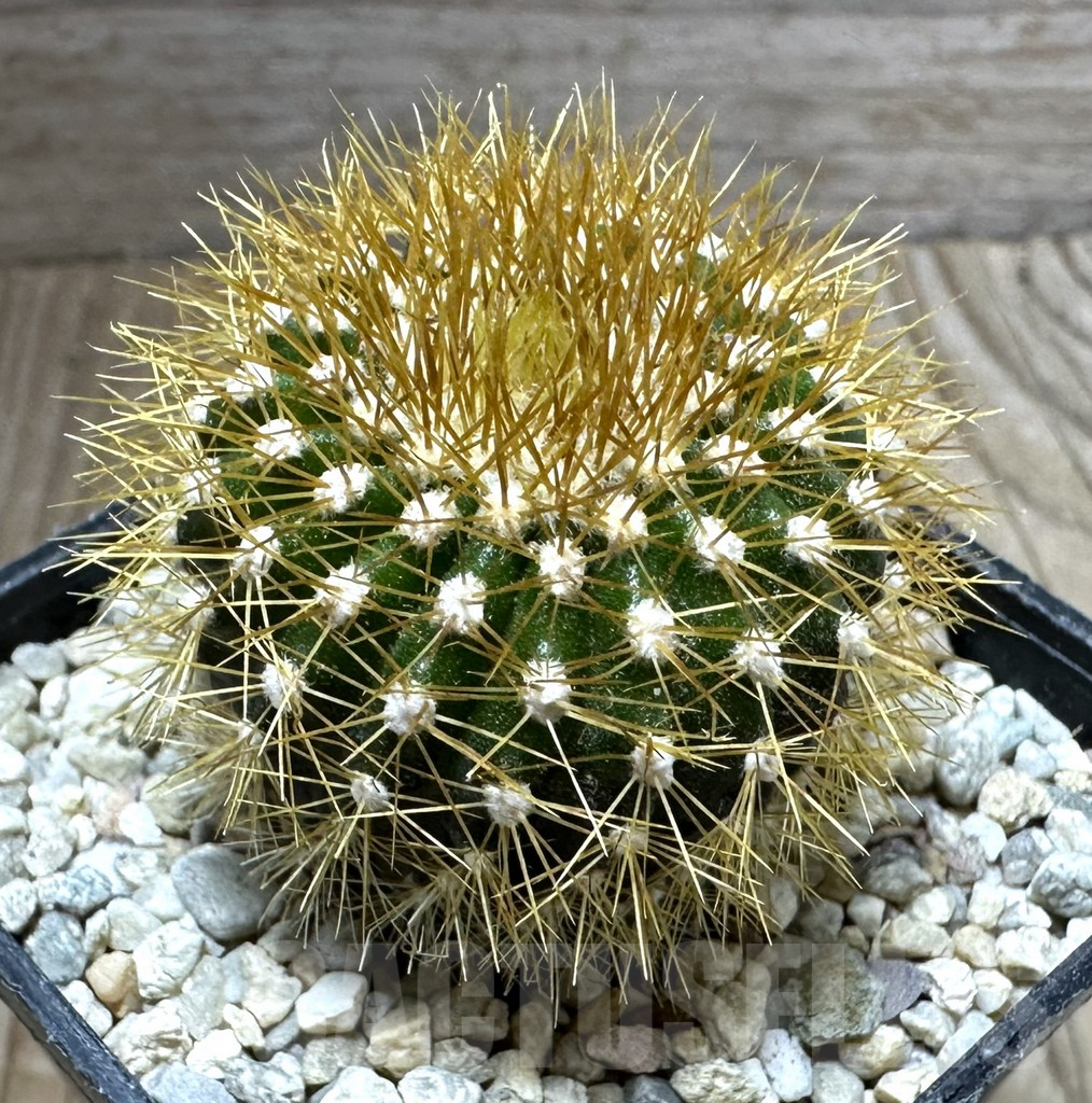 SHPR32576 Uebelmannia flavispina RNK63, grafted