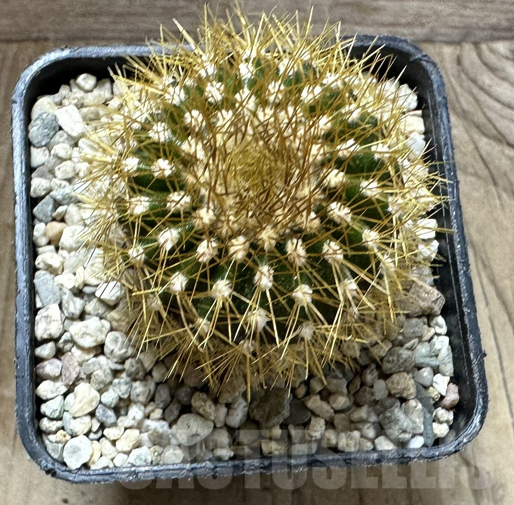 SHPR32576 Uebelmannia flavispina RNK63, grafted - Image 2