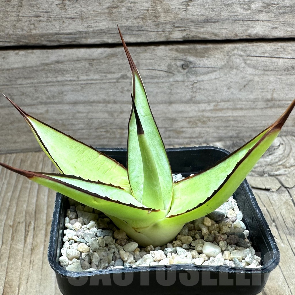 SHPR32627 Agave 'Romanii Minor'