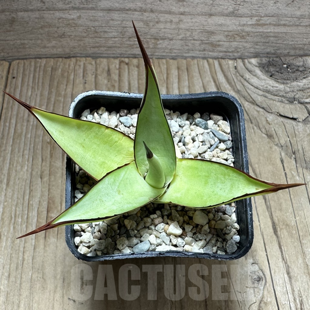 SHPR32627 Agave 'Romanii Minor' - Image 2