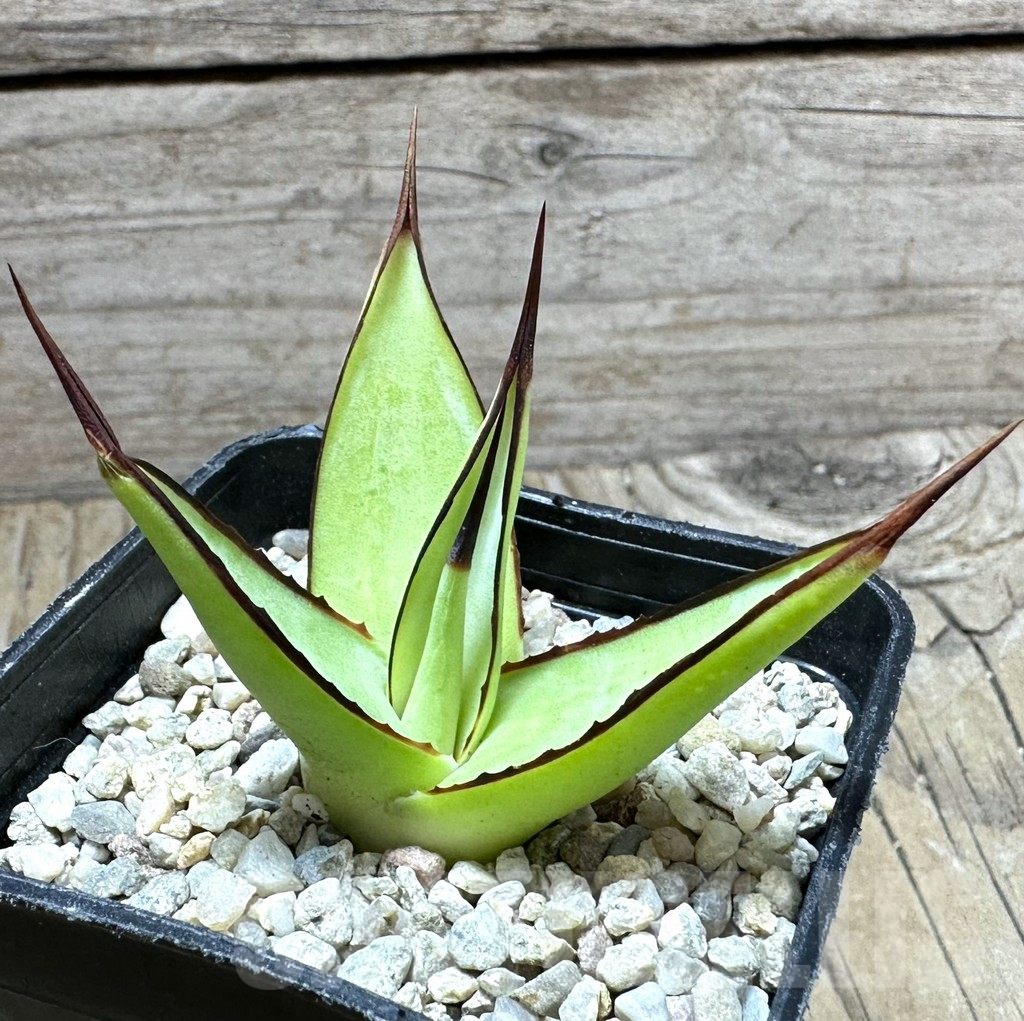 SHPR32628 Agave 'Romanii Minor'