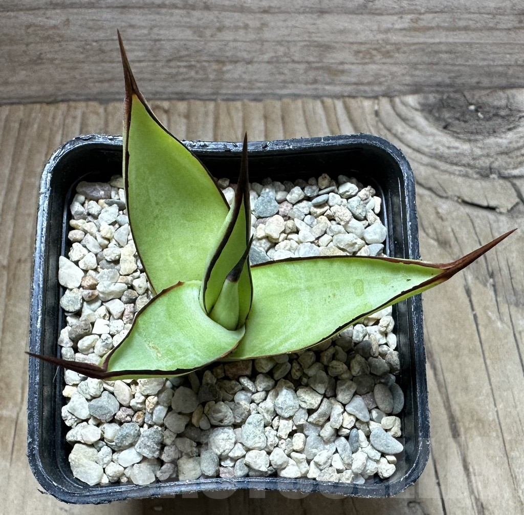 SHPR32628 Agave 'Romanii Minor' - Image 2