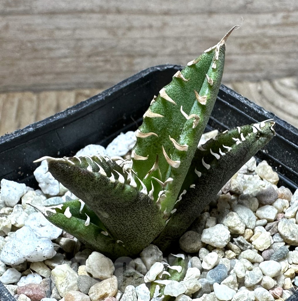 SHPR32629 Agave titanota 'White Thorn' selection