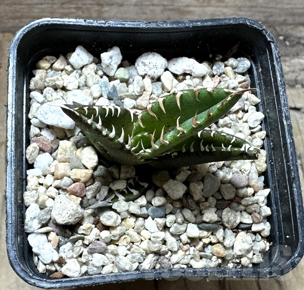 SHPR32629 Agave titanota 'White Thorn' selection - Image 2