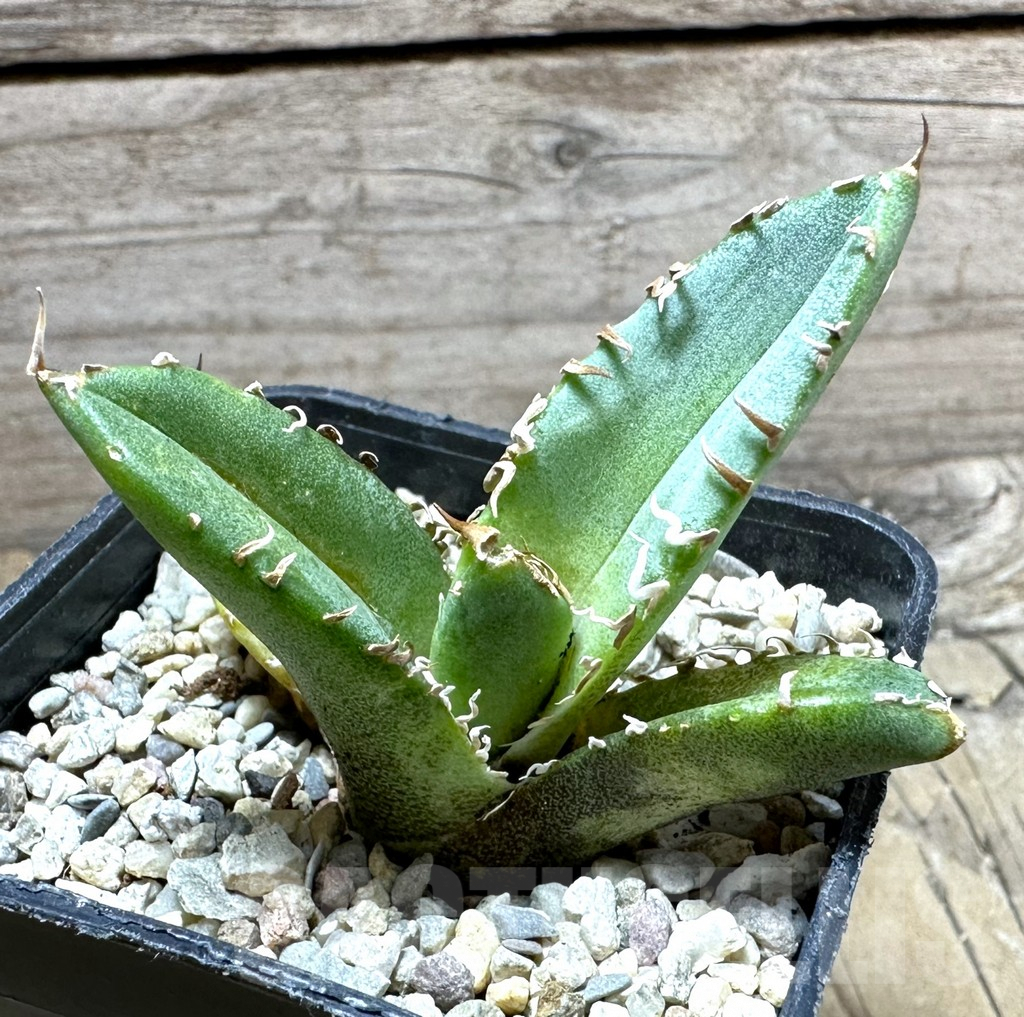 SHPR32631 Agave titanota 'White Thorn' selection