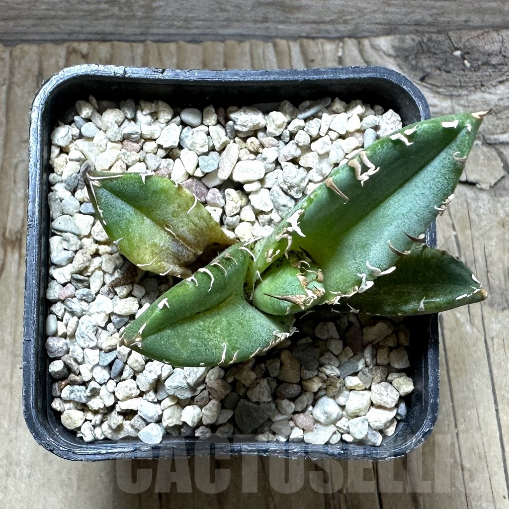 SHPR32631 Agave titanota 'White Thorn' selection - Image 2