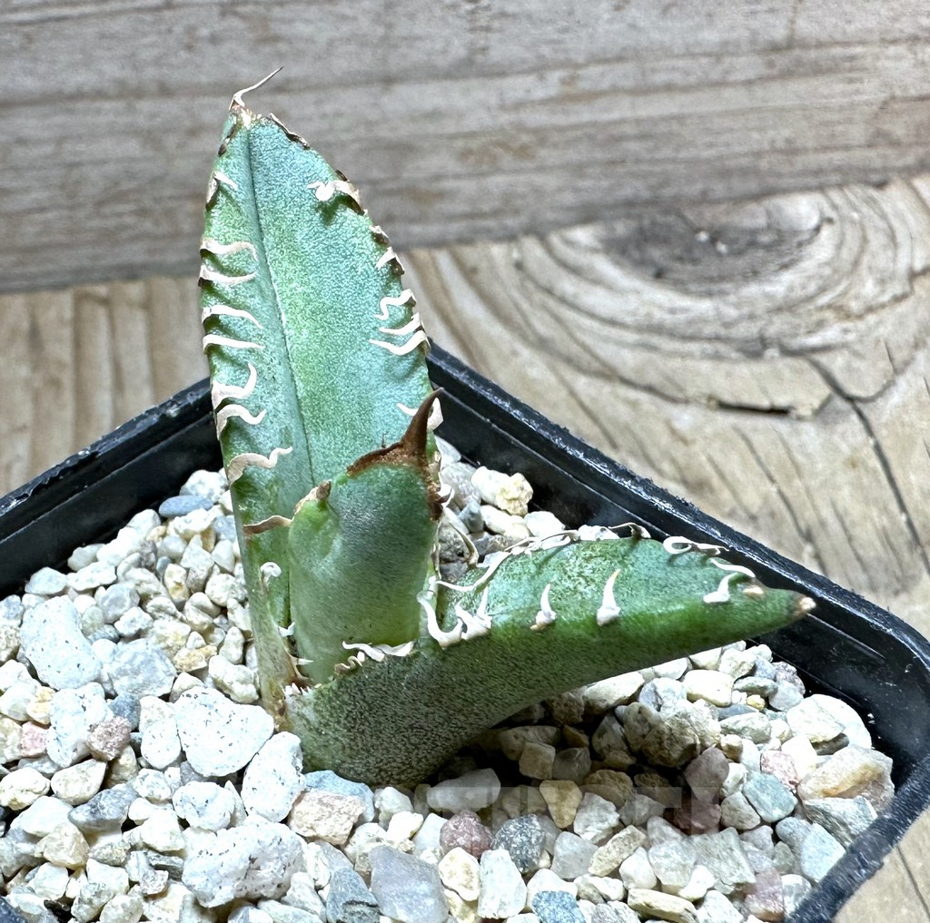 SHPR32632 Agave titanota 'White Thorn' selection