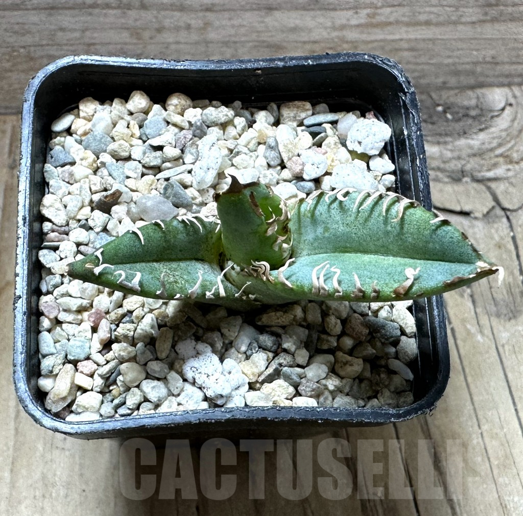 SHPR32632 Agave titanota 'White Thorn' selection - Image 2