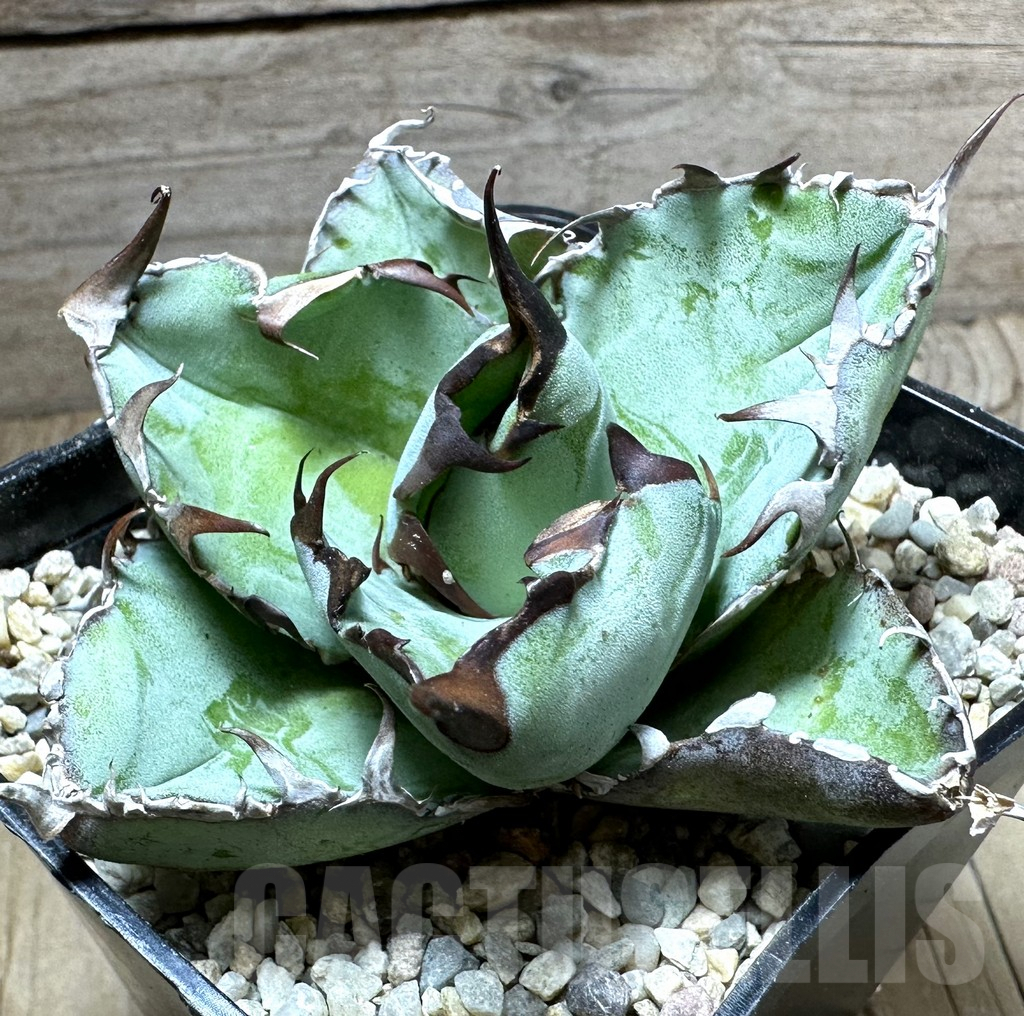 SHPR32634 Agave titanota 'Black and Blue'