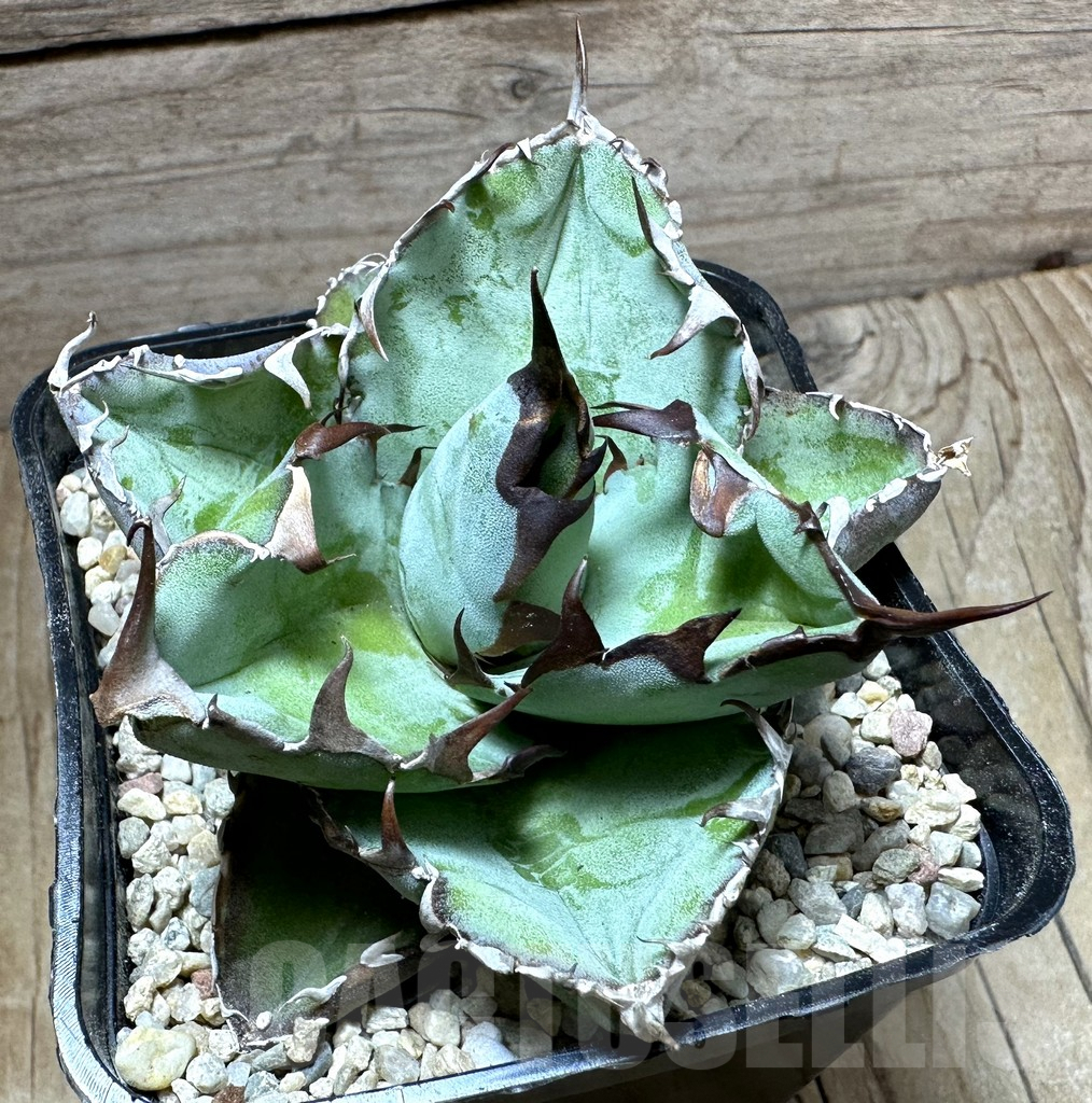 SHPR32634 Agave titanota 'Black and Blue' - 画像 (2)