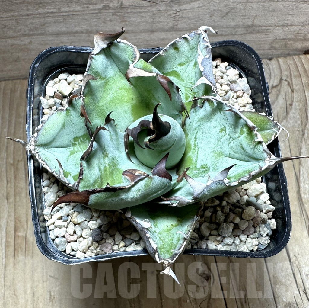 SHPR32634 Agave titanota 'Black and Blue' - 画像 (3)