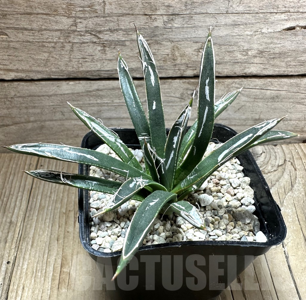 SHPR32640 Agave toumeyana 'Bella' - Imagen 2