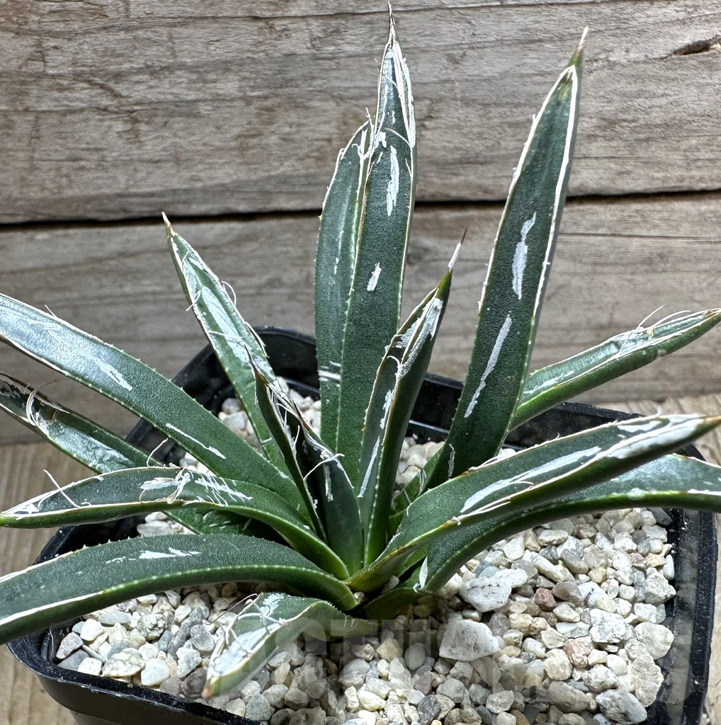 SHPR32640 Agave toumeyana 'Bella'