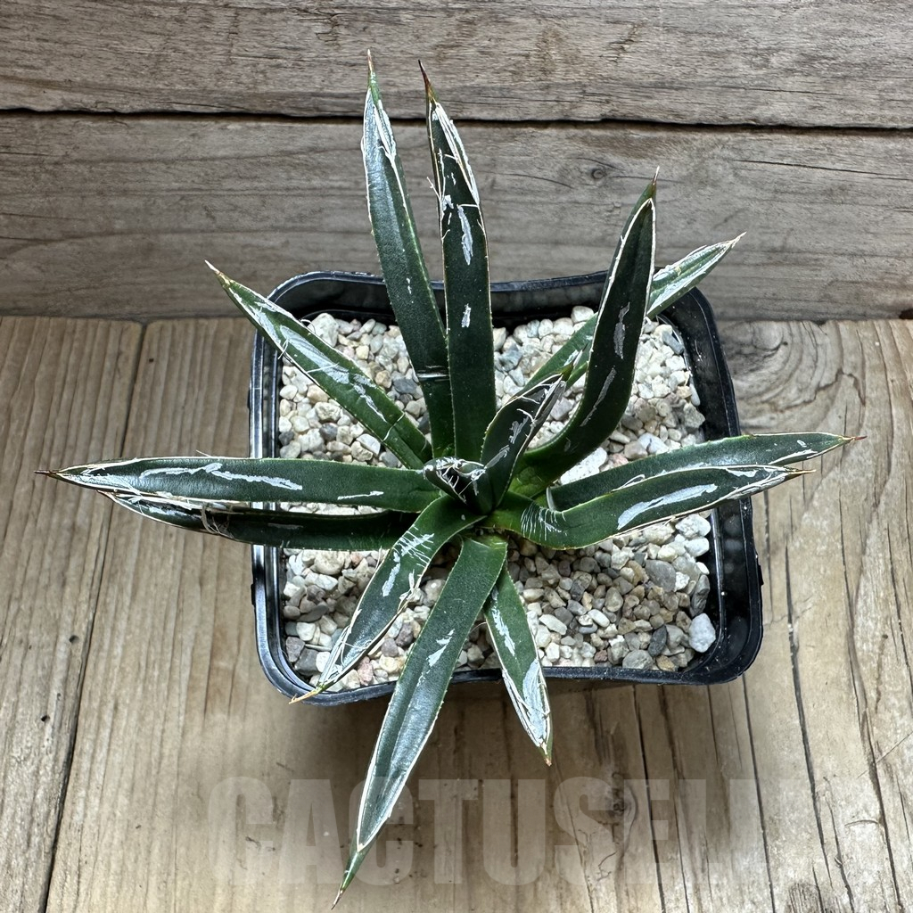 SHPR32640 Agave toumeyana 'Bella' - Imagen 3