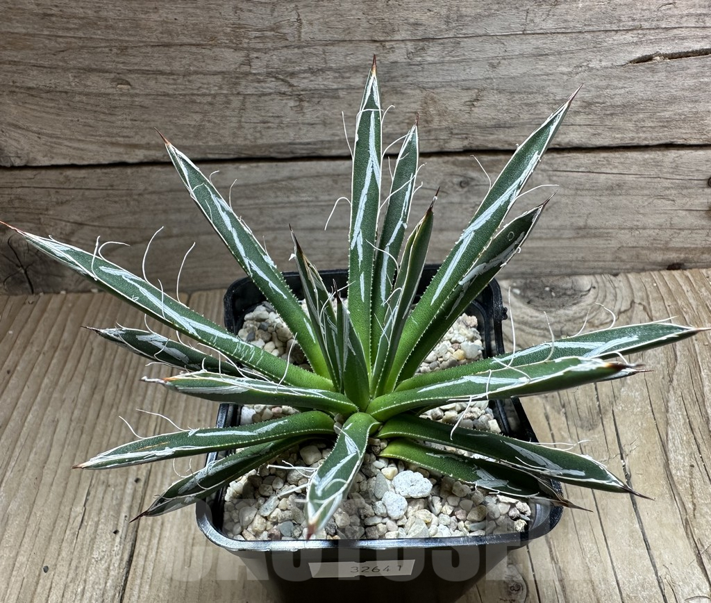 SHPR32641 Agave toumeyana 'Bella' - Image 2