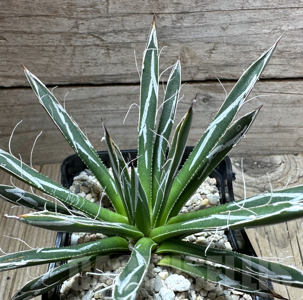 SHPR32641 Agave toumeyana 'Bella'