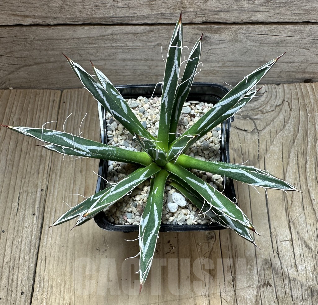 SHPR32641 Agave toumeyana 'Bella' - Image 3