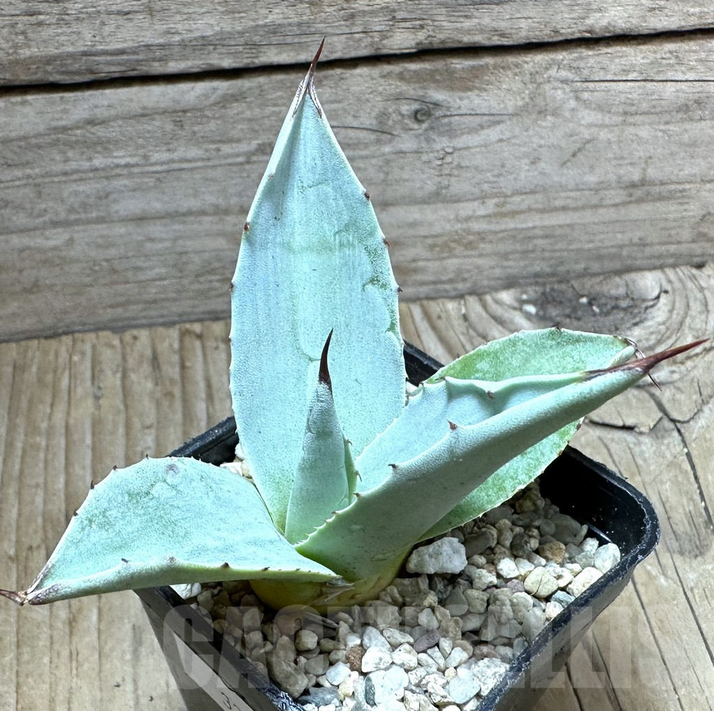 SHPR32642 Agave ovatifolia 'Frosty Blue'