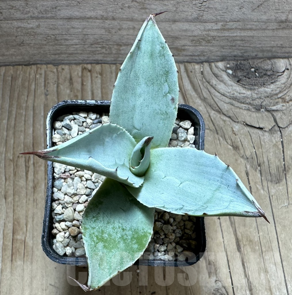 SHPR32642 Agave ovatifolia 'Frosty Blue' - Image 2