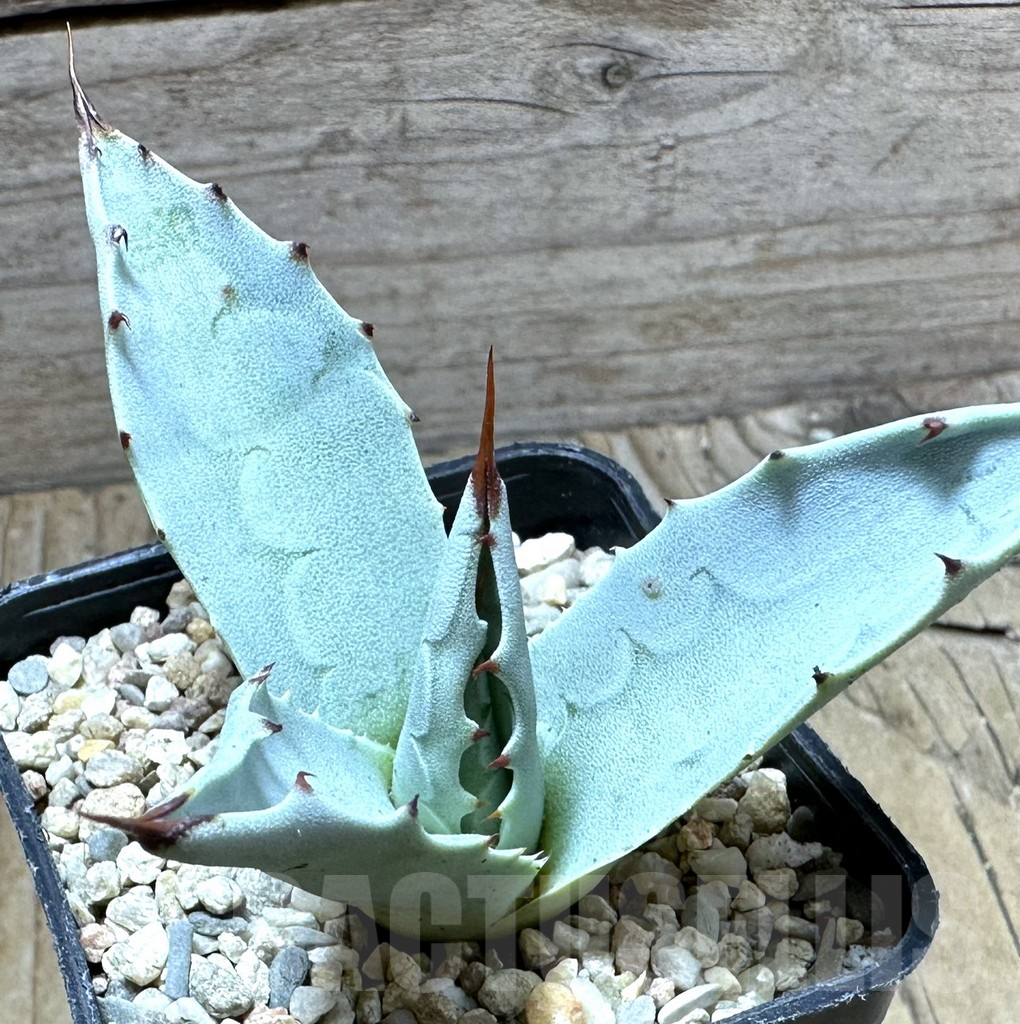 SHPR32643 Agave ovatifolia 'Frosty Blue'