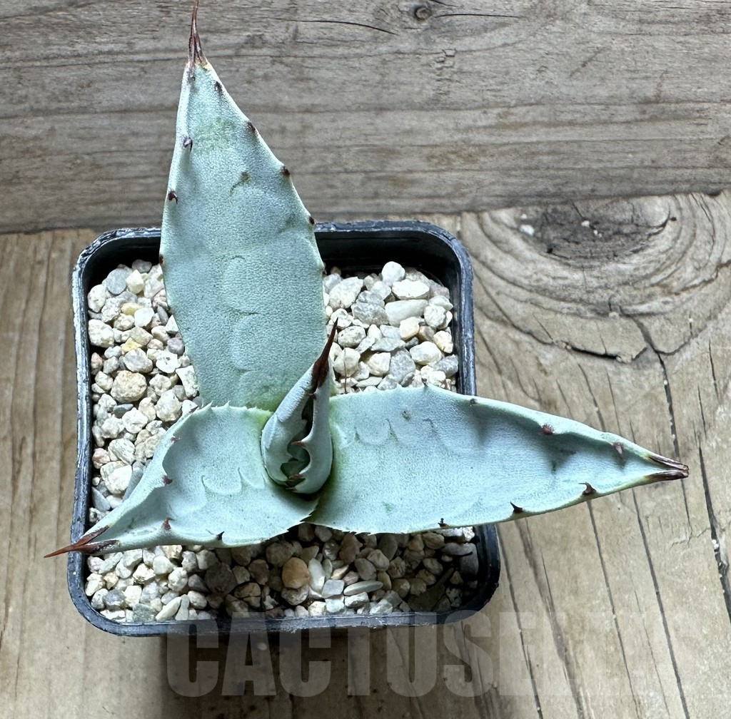 SHPR32643 Agave ovatifolia 'Frosty Blue' - Image 2