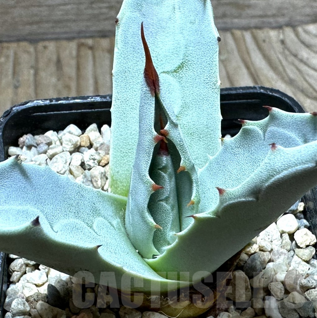 SHPR32644 Agave ovatifolia 'Frosty Blue'