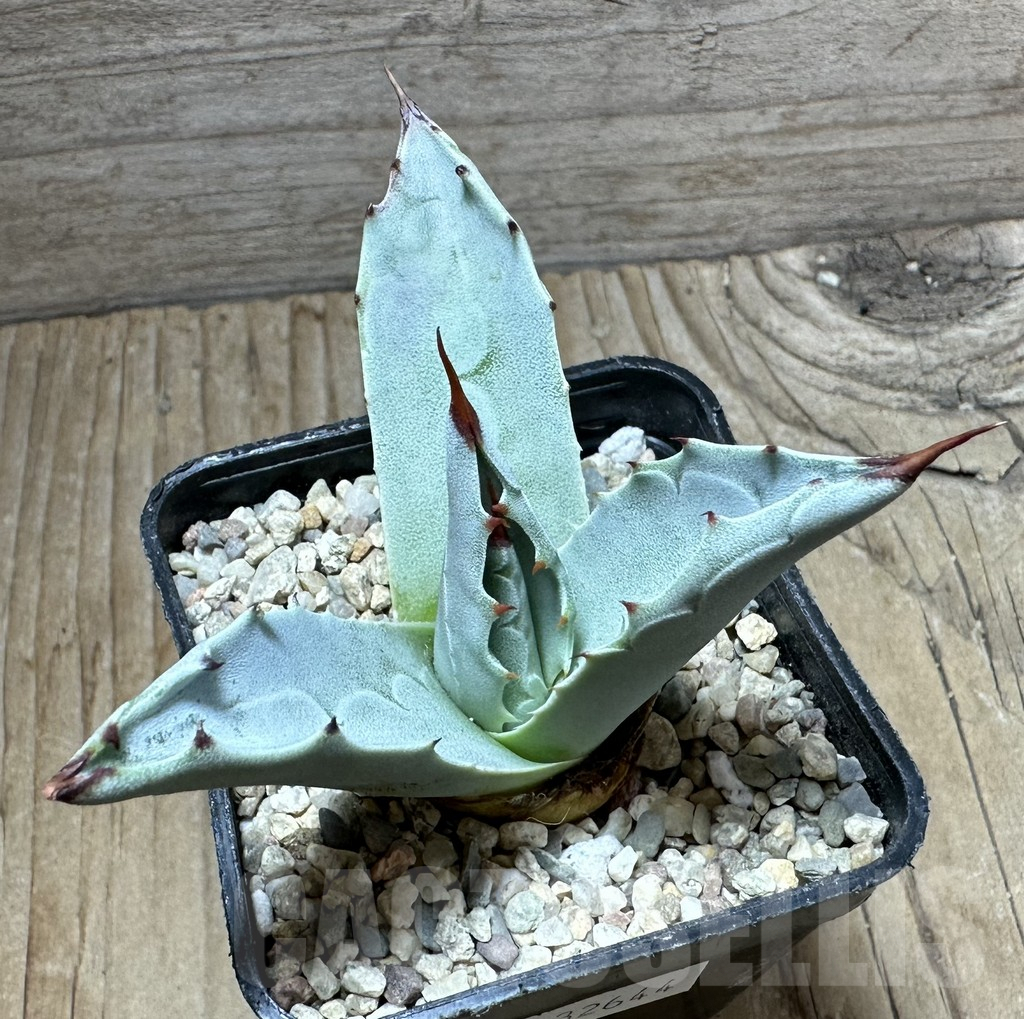 SHPR32644 Agave ovatifolia 'Frosty Blue' - Image 2