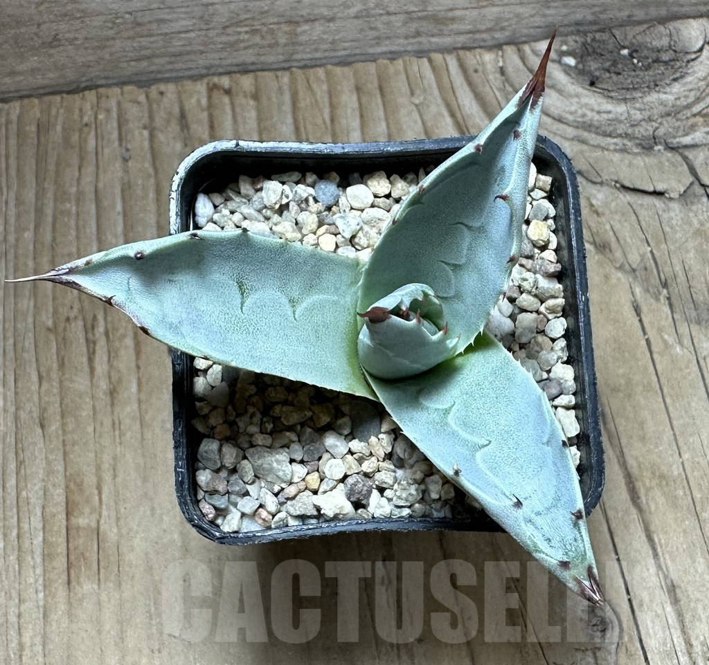 SHPR32644 Agave ovatifolia 'Frosty Blue' - Image 3