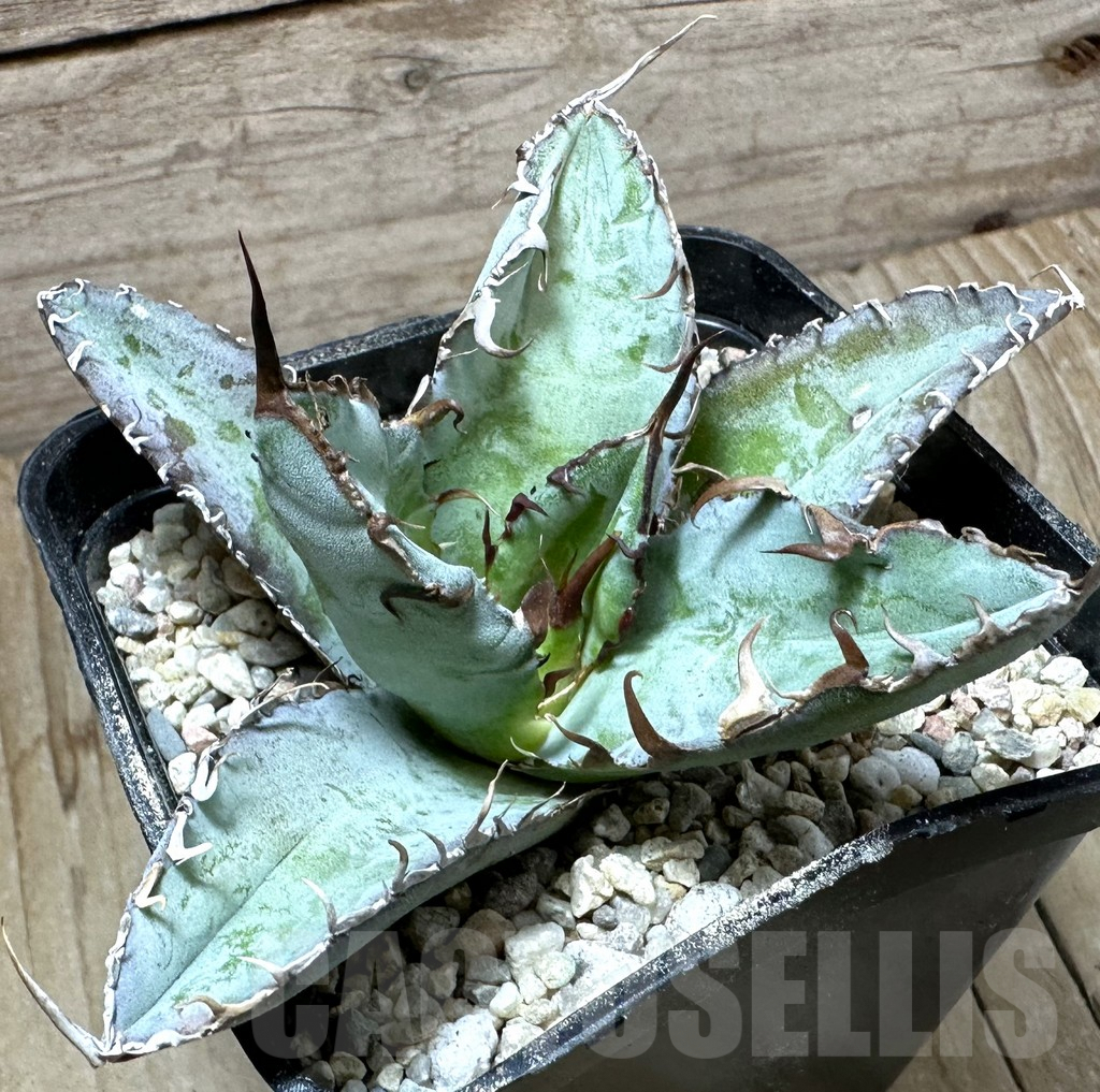 SHPR32655 Agave titanota 'Black and Blue'
