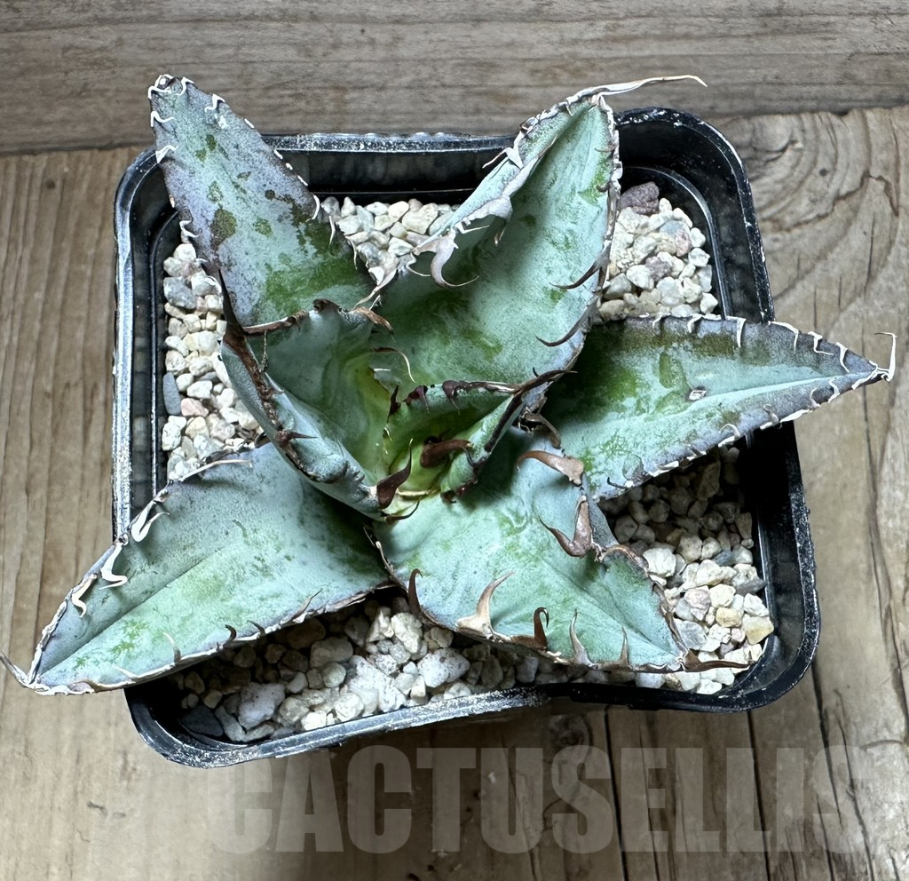 SHPR32655 Agave titanota 'Black and Blue' - immagine 2