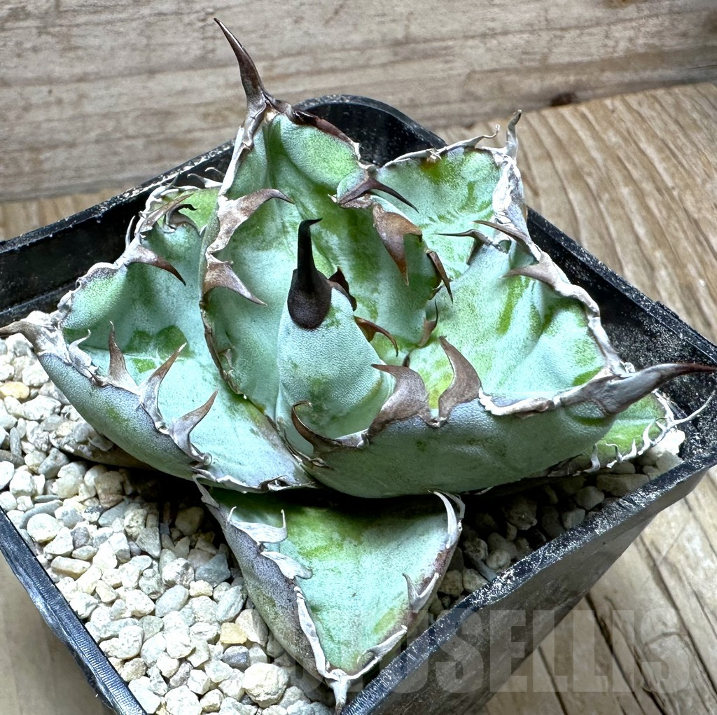 SHPR32662 Agave titanota 'Black and Blue'