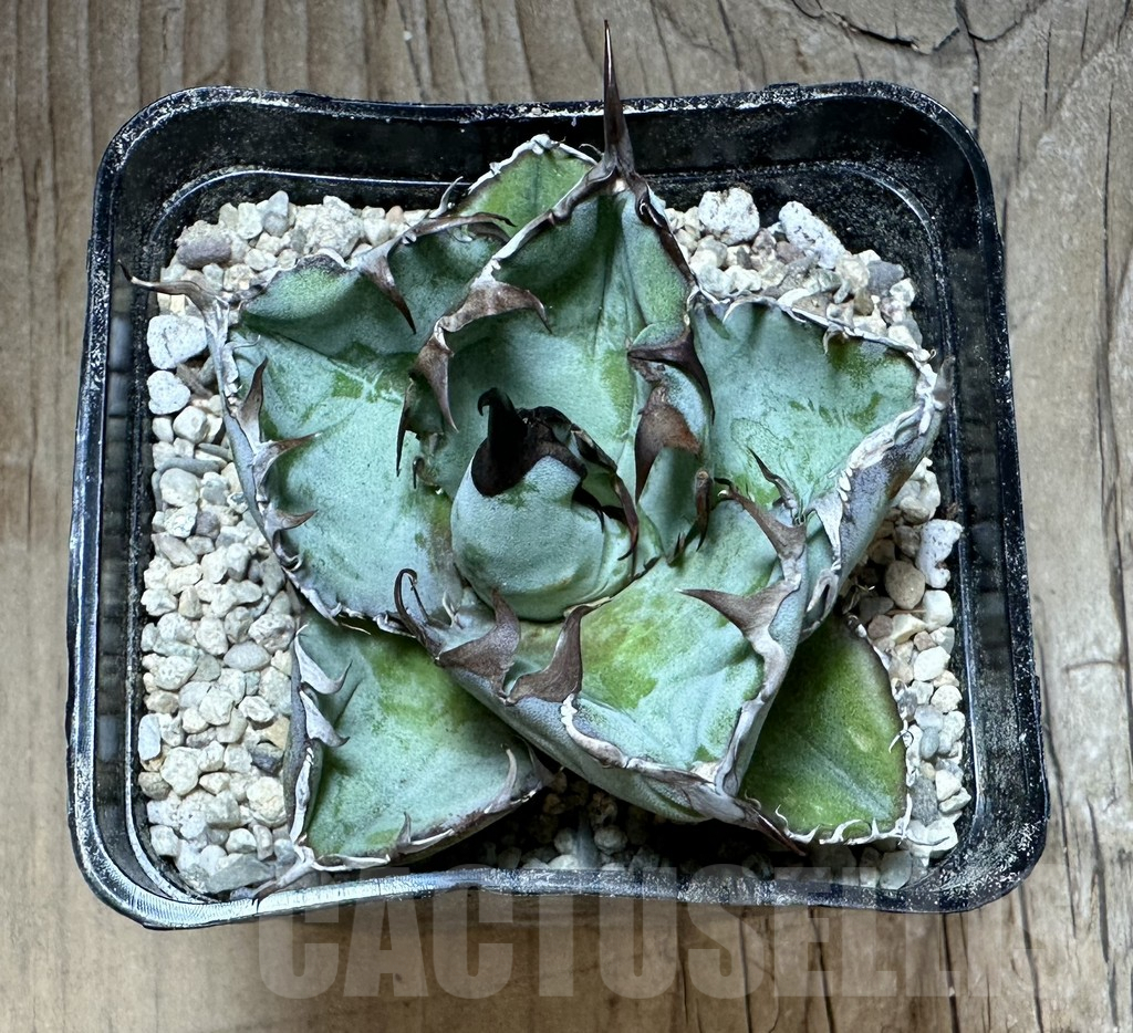 SHPR32662 Agave titanota 'Black and Blue' - immagine 2