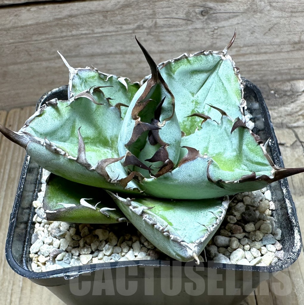 SHPR32664 Agave titanota 'Black and Blue'