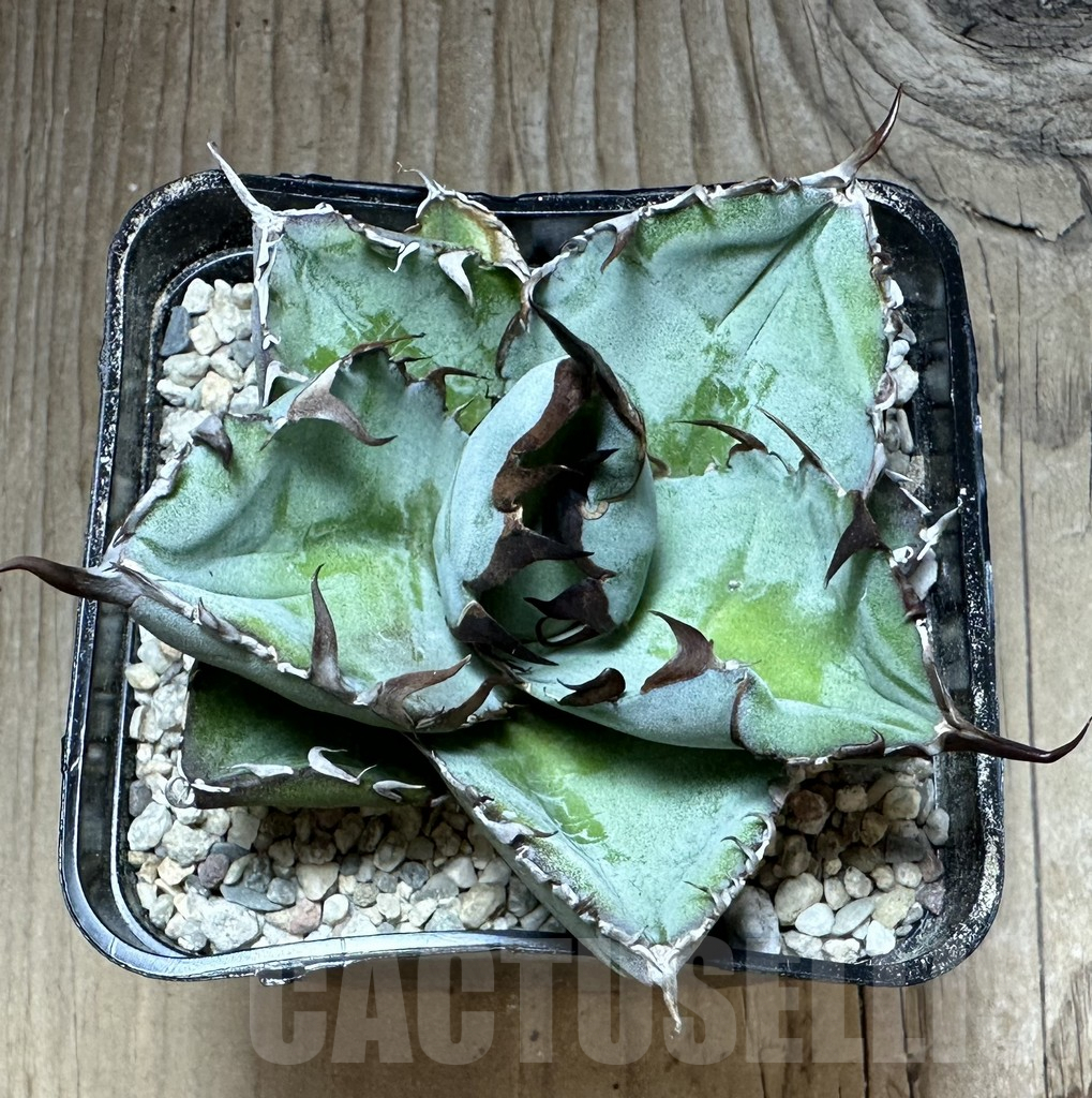 SHPR32664 Agave titanota 'Black and Blue' - Image 2