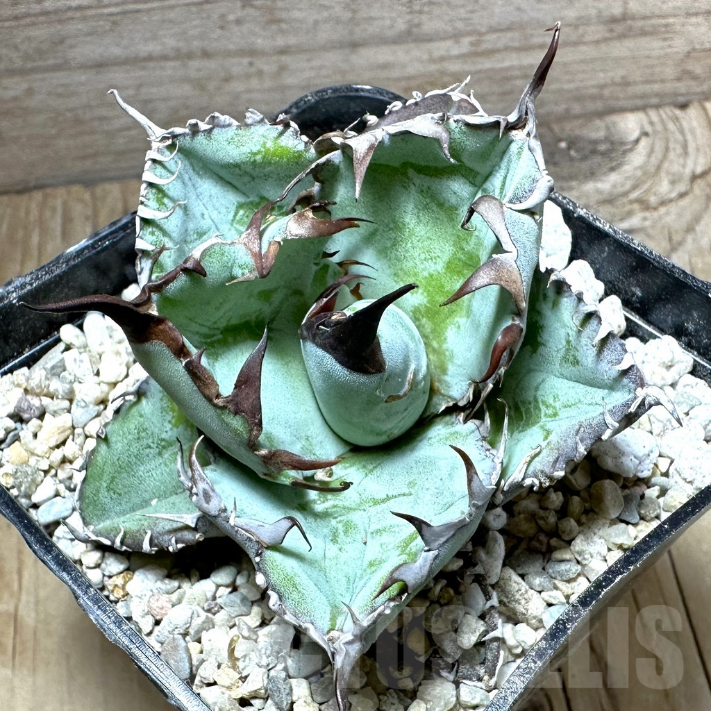 SHPR32665 Agave titanota 'Black and Blue'