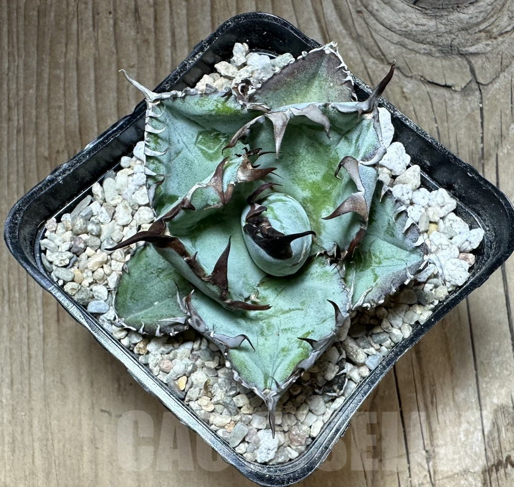 SHPR32665 Agave titanota 'Black and Blue' - Image 2