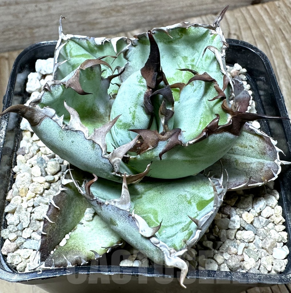 SHPR32666 Agave titanota 'Black and Blue'