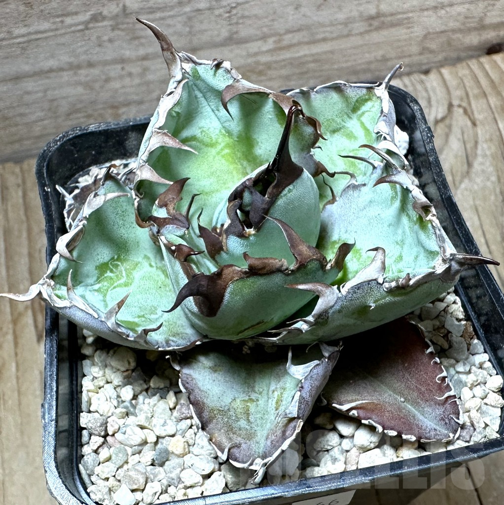 SHPR32666 Agave titanota 'Black and Blue' - Image 2