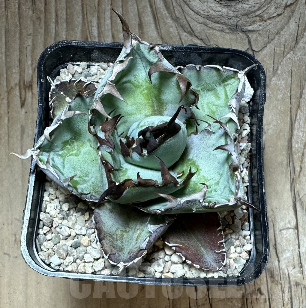 SHPR32666 Agave titanota 'Black and Blue' - Image 3