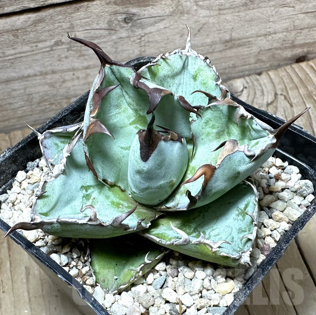 SHPR32667 Agave titanota 'Black and Blue'