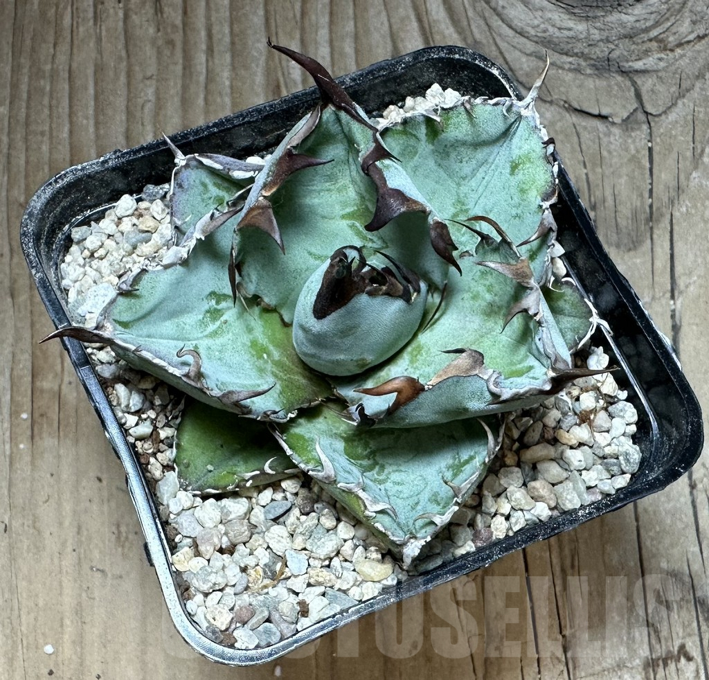 SHPR32667 Agave titanota 'Black and Blue' - Obrázek 2