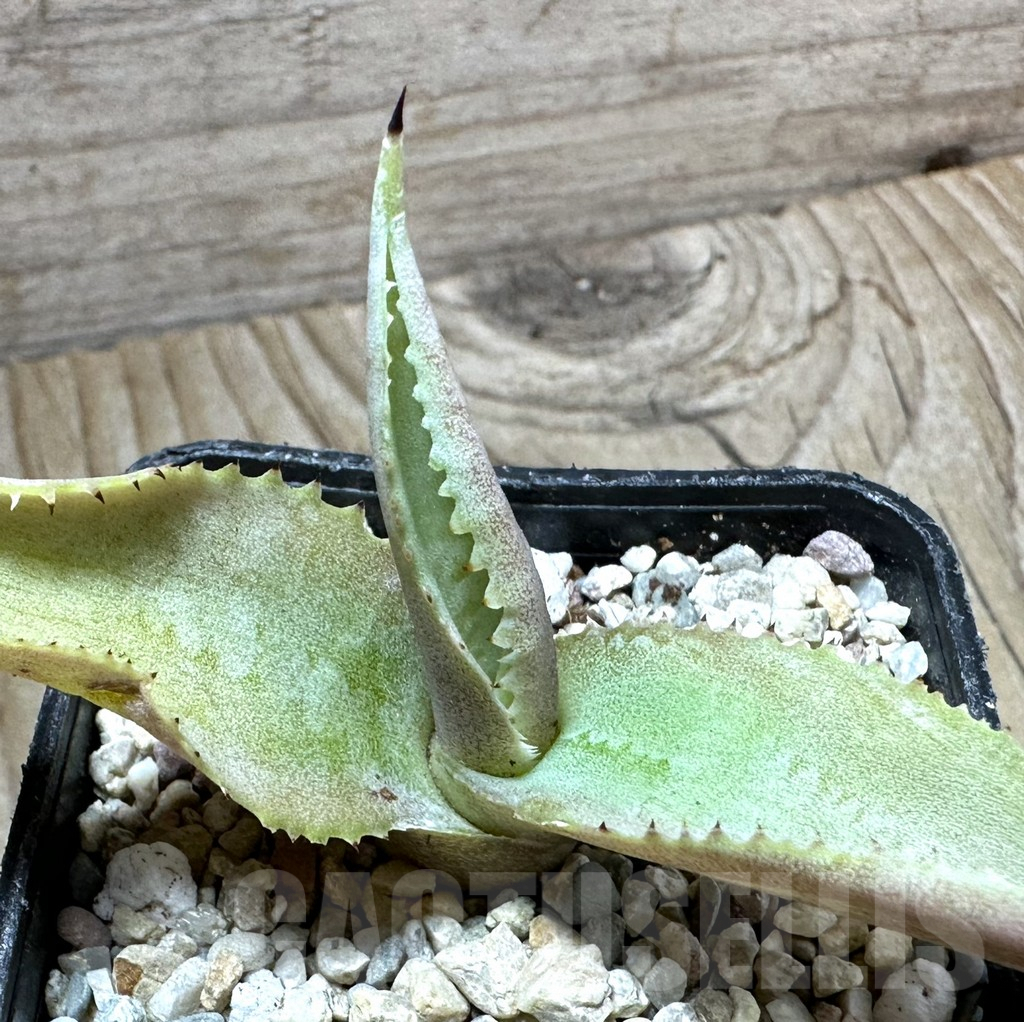 SHPR32668 Agave gypsophila 'Curly'