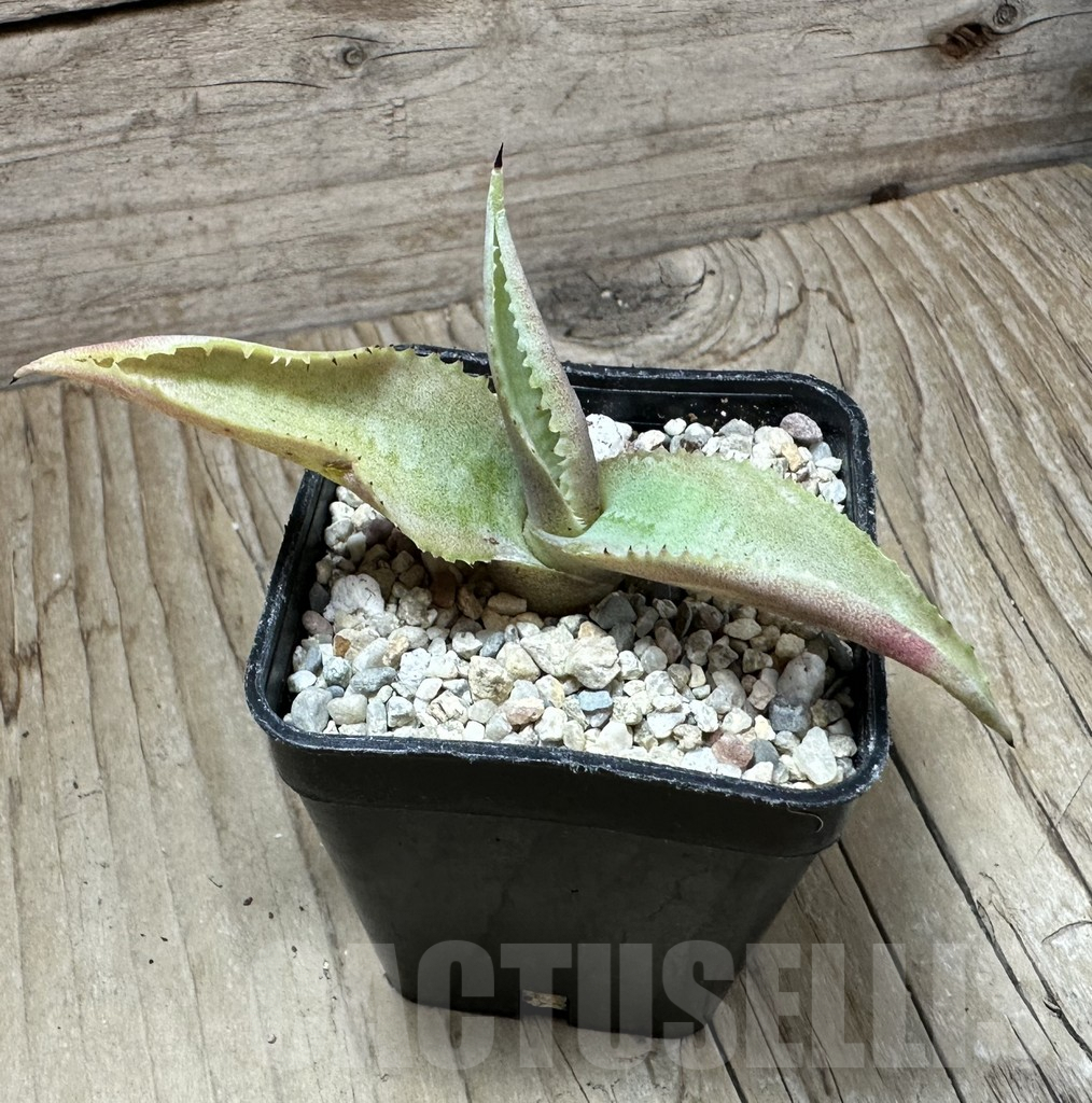 SHPR32668 Agave gypsophila 'Curly' - Image 2